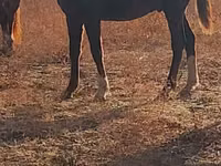 Stute, Horse breed — Foto 3