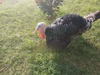 Turkeys — photo 7