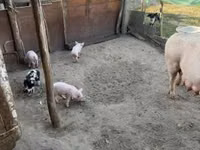 मादा सूअर, सूअर — फ़ोटो 2