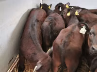 Toro, Simmental cattle — foto 8
