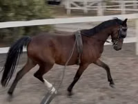 Hengst, Hackney horse — Foto 2