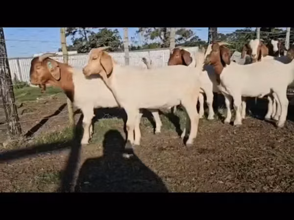 Goats (batch, sex not specified), Boer goat