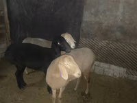 母羊, Arashan sheep — 照片 2