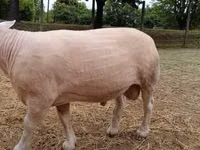 Ram, Sheep — photo 1