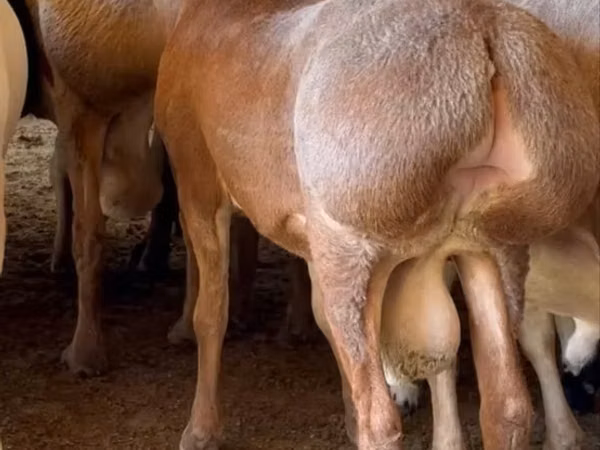 Ram, Sheep