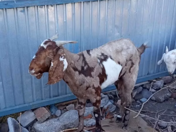 Goat, Beetal goats