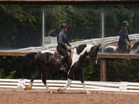 Hengst, Friesian — Foto 7