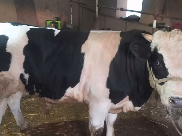 सांड, Russian Black pied cattle