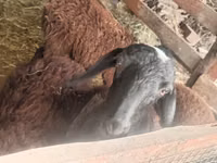 Ram, Sheep — photo 1