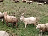 Goats (batch, sex not specified), Goats — photo 5