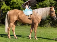 घोड़ा, Palomino — फ़ोटो 1