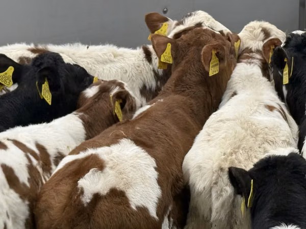Cattle (batch, sex not specified), Simmental cattle