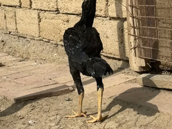 Chickens