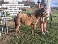 公马, Miniature horse — 照片 3