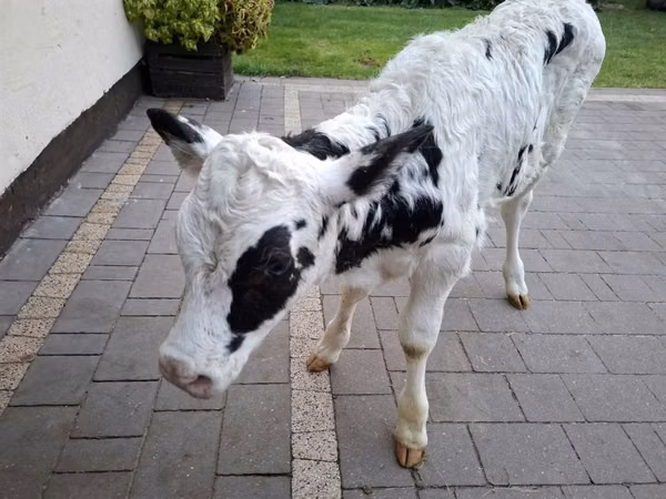 بقرة, Russian Black pied cattle