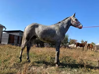 घोड़ा, Friesian sport horse — फ़ोटो 4