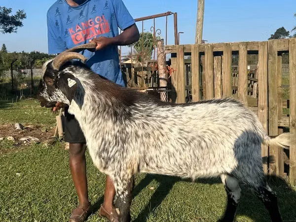 Ziegenbock, Saanen goat
