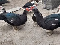 Ducks — الصورة 1