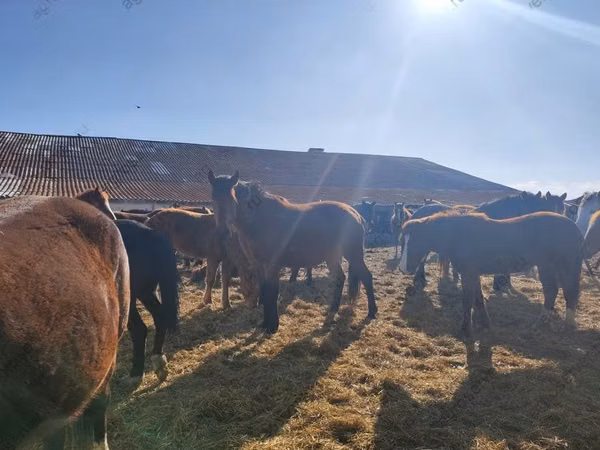 Horses (batch, sex not specified), Horse breed
