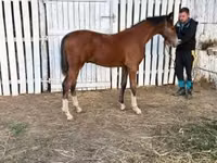 घोड़ा, Dutch warmblood horse — फ़ोटो 5