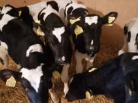 公牛, Simmental cattle — 照片 4