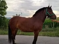 母马, Horses — 照片 5