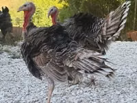Turkeys — photo 1