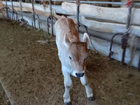 ثور, Swiss cattle — الصورة 2