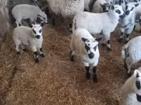Carnero, Cerry Hill sheep — foto 4