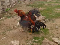 Chickens — الصورة 6