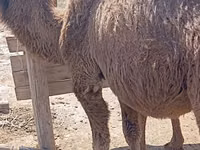 Camels (batch, sex not specified), Kazakh Bactrian camel — photo 8