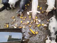 Eber, Schweine — Foto 3