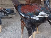 Chickens — photo 2