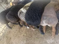 Ram, Sheep — photo 3