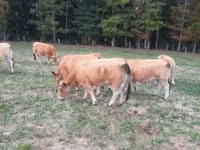 गाय, Aubrac cattle — फ़ोटो 3