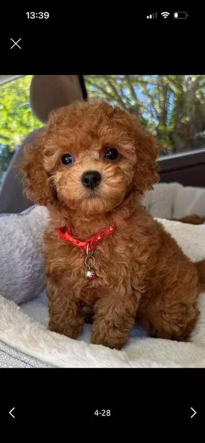 Məhsul: Toy pudel balaları • Növ: Toy Poodle (miniatür) • Mənşə