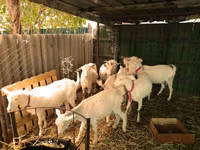 Ziegenbock, Saanen goat — Foto 4