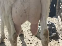 बकरी, Saanen goat — फ़ोटो 2