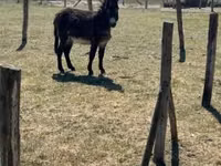 Hengst, Kerry Bog Pony — Foto 1