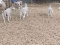 Sheep, Sheep — photo 3