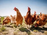 Chickens — फ़ोटो 4