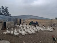 Geese — 照片 6