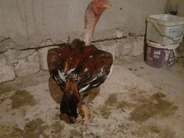 Chickens