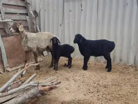 Schaf, Arashan sheep — Foto 6