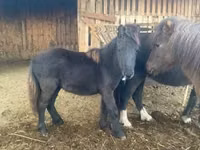 Yegua, Shetland Pony — foto 1