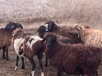 Widder, Kazakh fat-tailed coarsewool sheep — Foto 1
