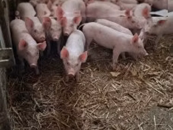 Schweine (Partie, Geschlecht nicht angegeben), Schweine