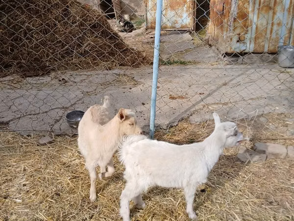 Goat, Saanen goat