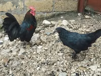 Chickens — الصورة 1