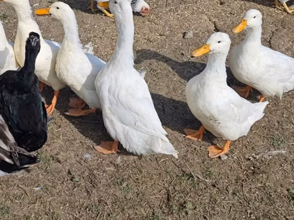 德国北京鸡